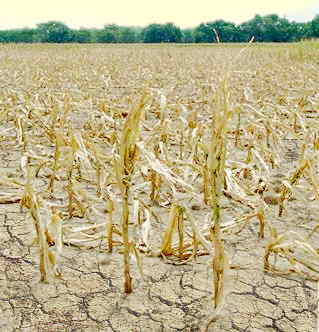 Corn crop in a drought