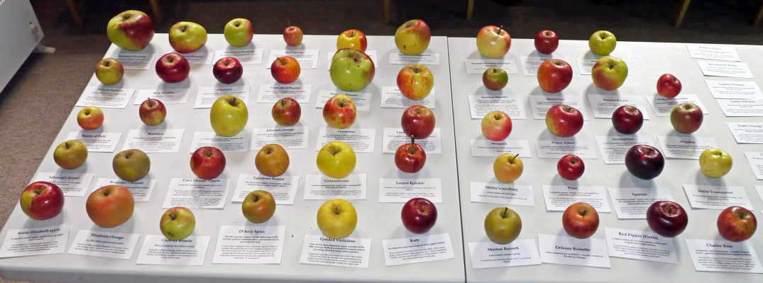 Blewbury apple varieties