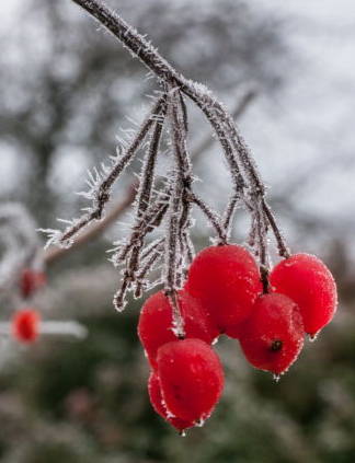 berries on a bush in winter