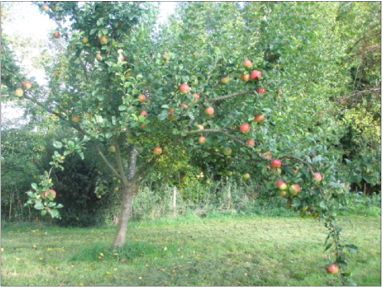 orchard 2