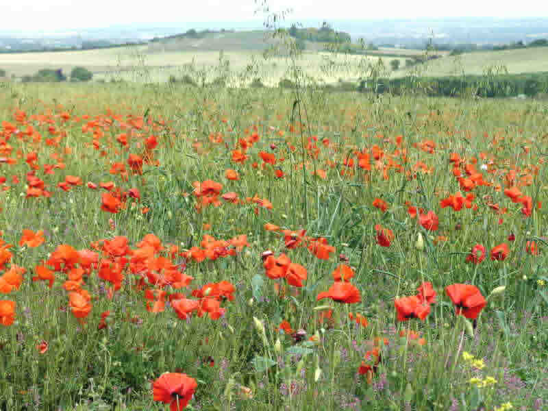 Poppies and Blewburton Hill